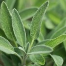 seeds sage herb 100 broadleaf common shrub bush culinary aroma