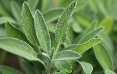 seeds sage herb 100 broadleaf common shrub bush culinary aroma