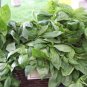 225 seeds - licorice basil rare scented culinary herb groco