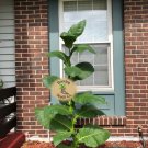 1000 seeds habano tobacco ~ for cigar wrapper