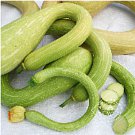 seeds tromboncino zucchini squash (20 ) | non gmo vegetable fruit herb f