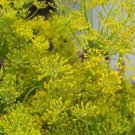 360 seeds - dill, bouquet organic herb, groco buy 15-ships
