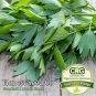 seeds lovage | non-gmo heirloom medicinal, culinary herbs fresh garden