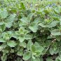 350 seeds catnip non gmo