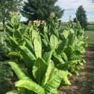 seeds kentucky burley tobacco (approx. 2,000 seeds)
