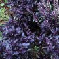 150 seeds purple basil non - gmo fresh harvest for gardens
