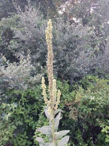 150 seeds great mullein (verbascum thapsus). fresh from healthy plants.