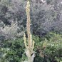 150 seeds great mullein (verbascum thapsus). fresh from healthy plants.