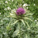 40 milk thistle seeds, organic, silybum marianum medicinal & ornamental s/h