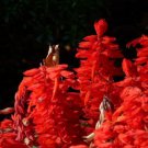 seeds sage scarlet 500 | (salvia coccinea) medicinal herb wildflower