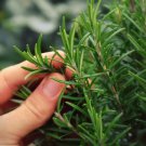 seeds rosemary | organic non-gmo heirloom best seller