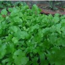 500 seeds fresh cilantro/coriander , seller, shipped