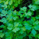 seeds 500 plain single parsley (petroselinum crispum)