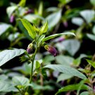 30 seeds organic atopa belladonna (nightshade)
