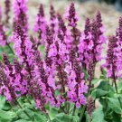 20 seeds rose marvel perennial salvia sage pink flowers pollinator garden