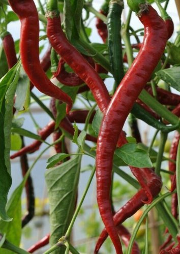 seeds red cayenne pepper 50 long thin health herb hot spicy