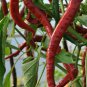 seeds red cayenne pepper 50 long thin health herb hot spicy