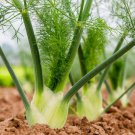 200 seeds fennel florence herb perennial swallowtail butterfly host plant nongmo