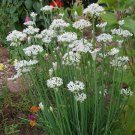 400 seeds garlic chives non-gmo seller