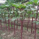seeds stem amaranth (data shak ) - red army & green long spinach 9000