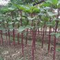 seeds stem amaranth (data shak ) - red army & green long spinach 9000