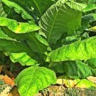 seeds 20 tobacco havanna gold seller