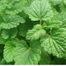 seeds lemon catnip | non-gmo herb seed store