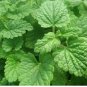 seeds lemon catnip | non-gmo herb seed store