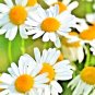 seeds roman chamomile 200 spring groundcover perennial heirloom edible herb