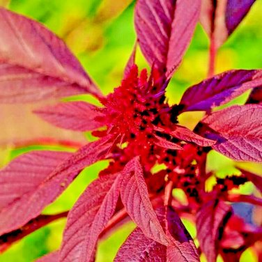 seeds 2000 midnight amaranth vegetable rare garden non-gmo heirloom herb