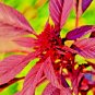 seeds 2000 midnight amaranth vegetable rare garden non-gmo heirloom herb