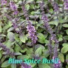 blue spice basil 200 seeds, heirloom, non-gmo, tennessee organically homegrown