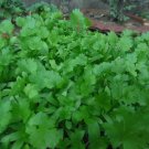 200 seeds fresh cilantro/coriander non-gmo, seller