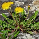 seeds 100 dandelion / taraxacum officinale - organically grown