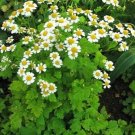 seeds 100 feverfew herb (tanacetum parthenium) featherfew, bachelor's buttons