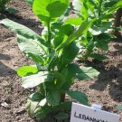 1000 seeds lebanese izmir tobacco ~ fast growing heirloom nicotiana tabacum
