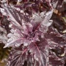 500 seeds basil purple ruffles heirloom sweet aas award antioxidants non-gmo