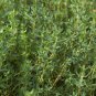 150 seeds mg thyme - non-gmo / heirloom