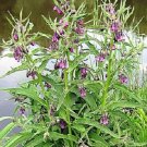 10 seeds true comfrey comphrey symphytum officinale herb purple flowers