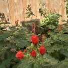 4 seeds red turk's cap