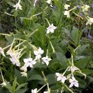 seeds 20 nicotiana alata - jasmine flowering tobacco seller