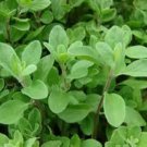 100 seeds fresh sweet marjoram