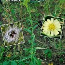 50 wild lettuce seeds, canada (lactuca canadensis) medicinal herb 07/