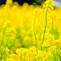seeds 2000 mustard spring microgreens non-gmo garden pest repellent medicinal
