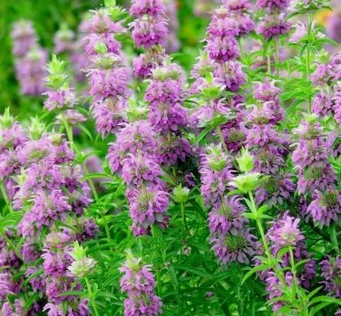 seeds 20 lemon mint | non-gmo medicinal culinary herb