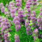 seeds 20 lemon mint | non-gmo medicinal culinary herb