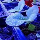 seeds 1,000 organic tobacco - mix of cigar/pipe varieties