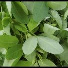 semillas organicas de chipilin, hojas grandes, 300 organic chipilin seeds.