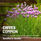 100 seeds chives - culinary & medicinal herb heirloom nongmo