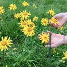 30 seeds arnica bruisewort organic medicinal herb mountain montana -